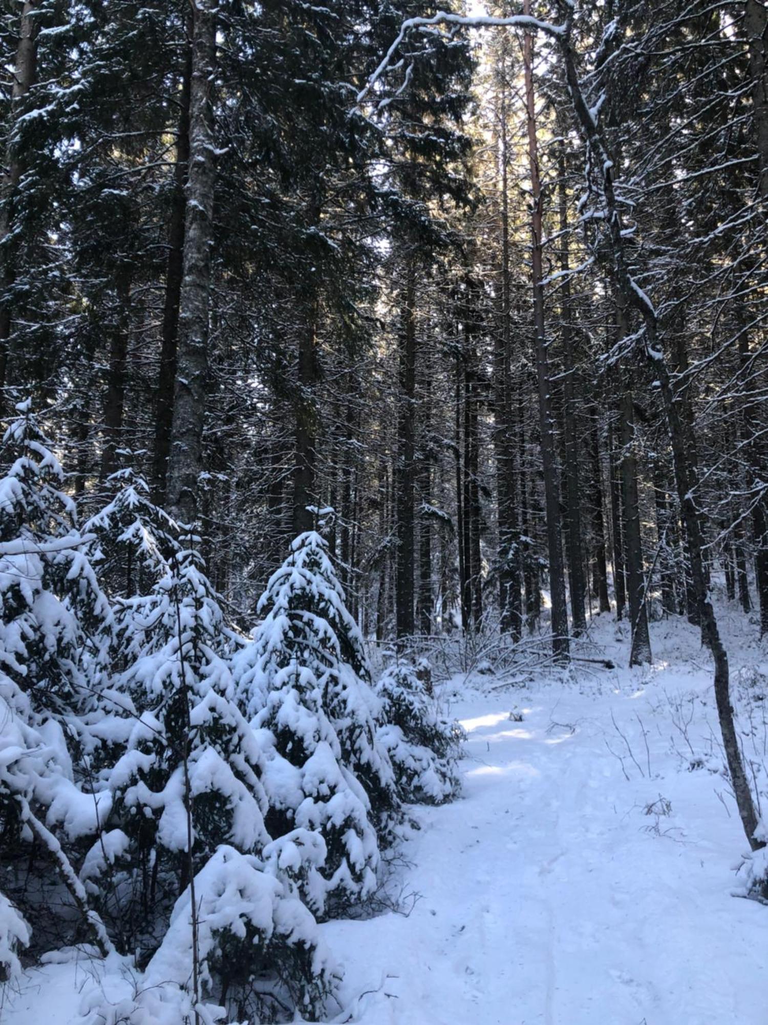 Kungsbergetnatur Järbo Extérieur photo
